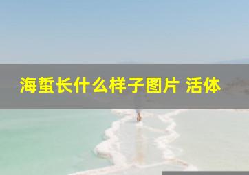 海蜇长什么样子图片 活体